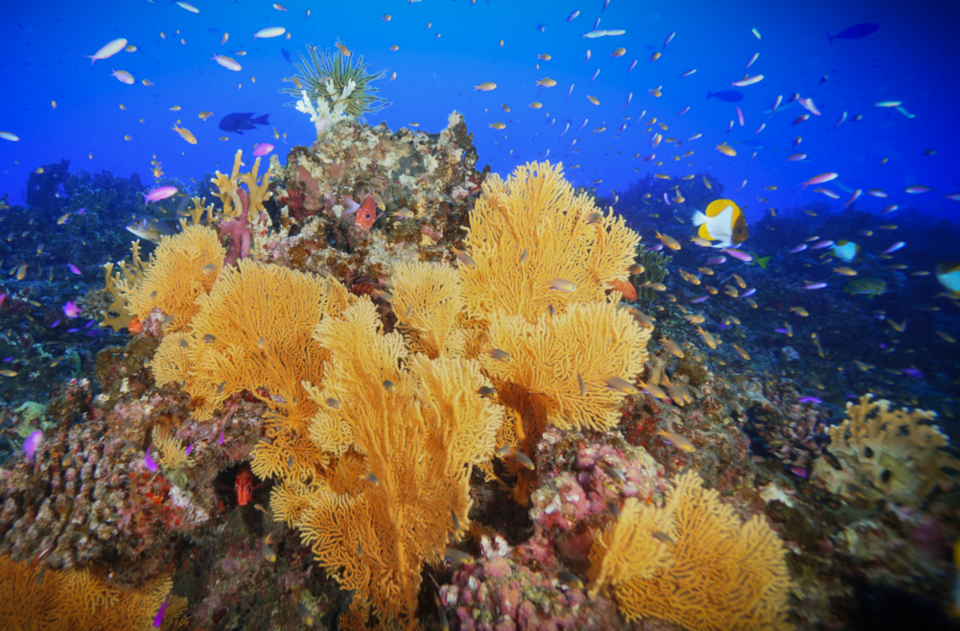 Barriera corallina