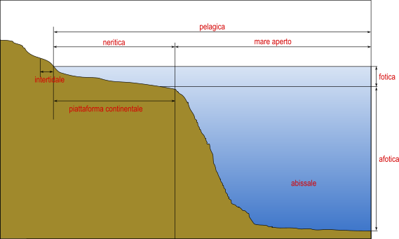 Schema delle zone biotiche marine