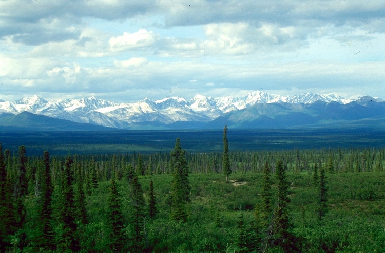 taiga