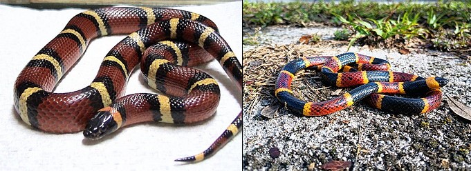serpente del latte e corallo