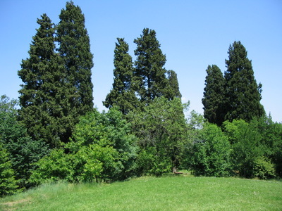 Prato con cipressi cipressi