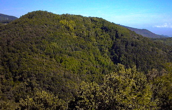 Orbieso