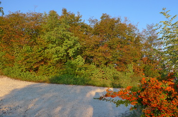 Vegro di via Vallesana