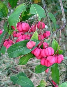 fusaggine