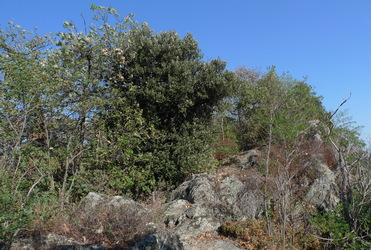 macchia