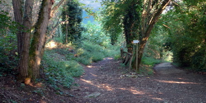 strada forestale e sentiero Pista