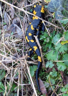 salamandra