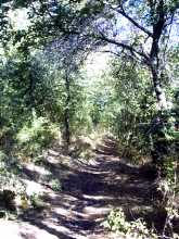 Boschetto di roverella sentiero