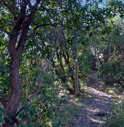 Sentiero nel bosco bosco