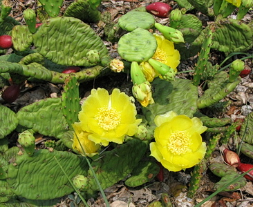 Opuntia humifusa opuntia