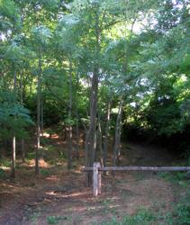 Inizio salita boschetto