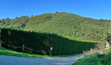M. Vignola