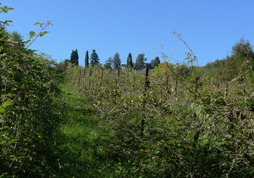 vigneto